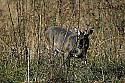 _MG_4626 four-point buck.jpg