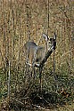 _MG_4633 4-point buck.jpg