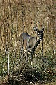 _MG_4634 4-point buck.jpg