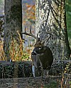 _MG_4644 8-point buck.jpg