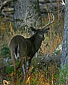 _MG_4670 8-point buck.jpg