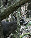 _MG_4769 7-point buck.jpg