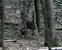 _MG_4773 7-point bick in rut.jpg
