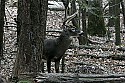 _MG_4779 7-point buck.jpg