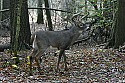 _MG_4819 7-point buck.jpg