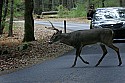 _MG_4864 7-point buck on rad.jpg