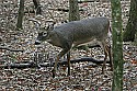 _MG_4886 7-point buck.jpg