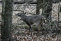 _MG_4893 7-point buck.jpg