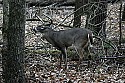 _MG_4904 7-point buck.jpg