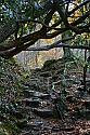 _MG_4979 natural steps.jpg