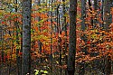 _MG_4990 fall color.jpg