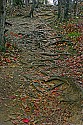 _MG_5024 root path.jpg