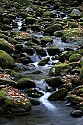 _MG_5038 creek.jpg