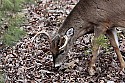 _MG_0058 3-point buck.jpg