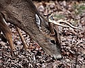 _MG_0098 3-point buck eating acorns.jpg