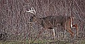 _MG_0186 8-point buck.jpg