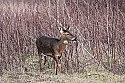 _MG_0218 doe coming out of weeds.jpg