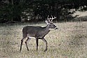 _MG_0235 8-point buck after sunset.jpg