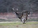 _MG_0240 8-point buck running.jpg