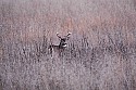 _MG_0258 8 point buck in tall grass.jpg