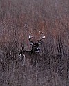 _MG_0261 8-point buck in tall grass.jpg