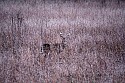 _MG_0321 8-point buck hiding in plain site.jpg