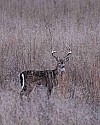 _MG_0328 8-point buck in high grass.jpg