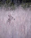 _MG_0334 8-point buck in tall grass.jpg