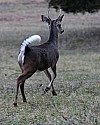 _MG_0359 spike buck white flag.jpg