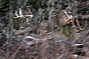 _MG_0375 8-point buck jumping over log.jpg