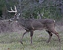 _MG_0378 8-pointer watchiing another 8-point buck.jpg