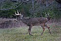 _MG_0381 8-point buck walk past 8-point buck.jpg