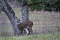 _MG_0422 8-point buck.jpg
