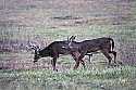 _MG_0442 spike and 8-point buck.jpg