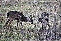 _MG_0460 eight-point bucks spar.jpg