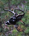 _MG_0518 9-point video.jpg