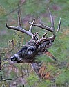_MG_0522 9-point buck.jpg
