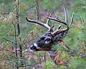 _MG_0525 9-point buck.jpg