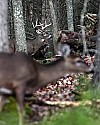 _MG_0563 9-point buck and doe.jpg
