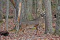 _MG_0574 9-point buck.jpg