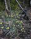 _MG_0597 daffodils.jpg