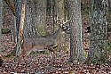 _MG_0611 9-point buck.jpg