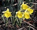 _MG_0633 daffodils blooming in mid february.jpg