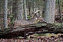 _MG_0688 9-point buck.jpg