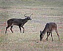 _MG_0698 9-poipnt buck in rut.jpg