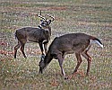 _MG_0705 9-point buck and doe in rut.jpg