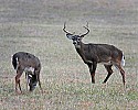 _MG_0791 9-point buck and doe in rut.jpg