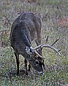 _MG_0826 9-point buck.jpg