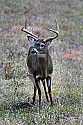 _MG_0845 9-point buck.jpg