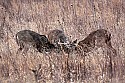 _MG_1002 three bucks spar in tall weeds.jpg